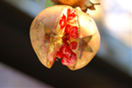 ザクロ果実エキス