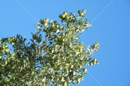 アルガニアスピノサカルス培養エキス